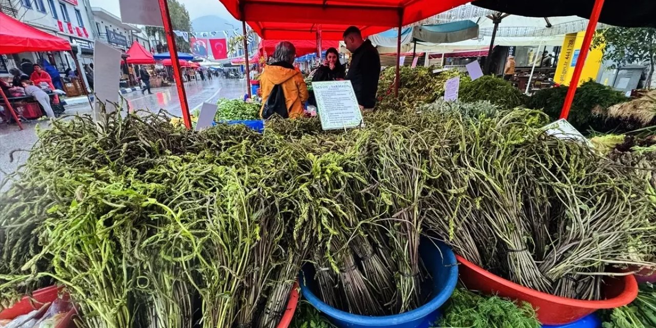 Bodrum Acı Ot Festivali Başladı