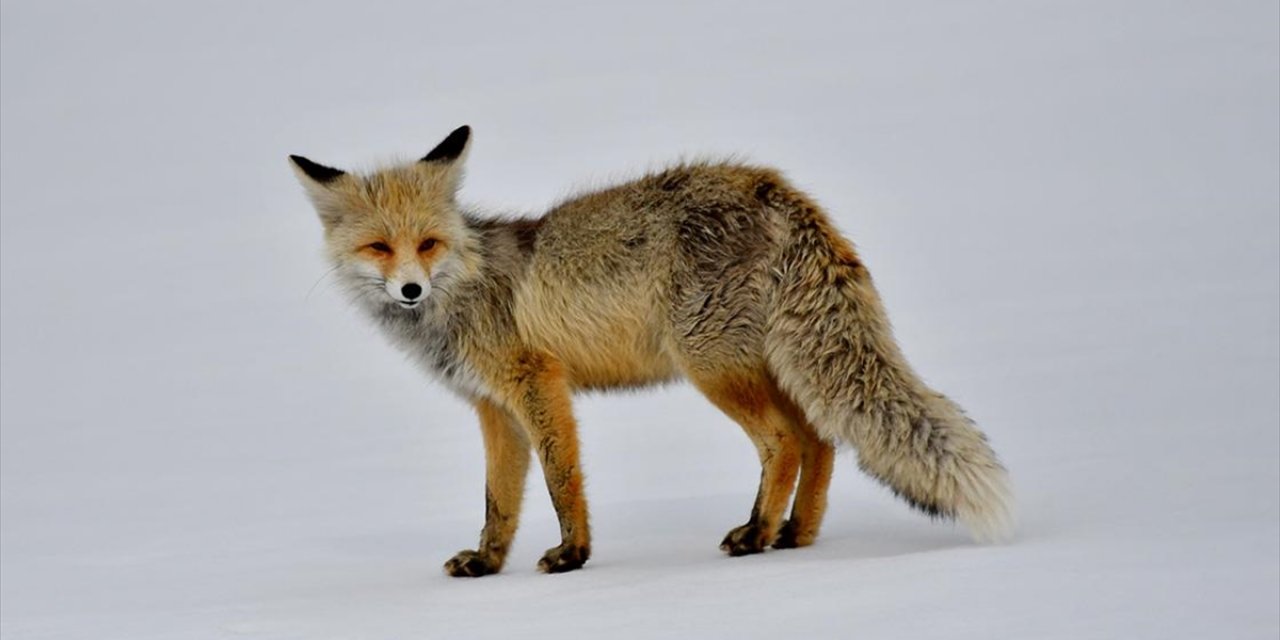 Kars'ta Karlı Arazide Avlanmaya Çıkan Yaban Hayvanları Görüntülendi