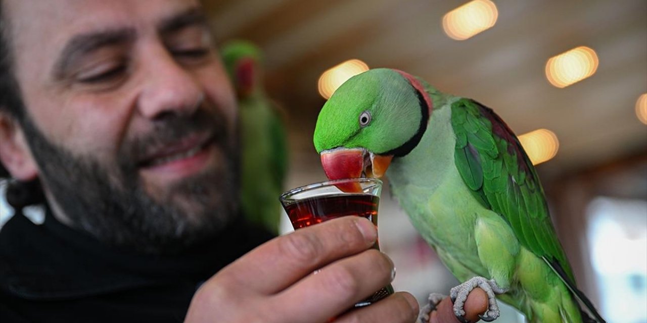 Yavruyken Sahiplendiği Papağanlarına Gözü Gibi Bakıp Yanından Ayırmıyor