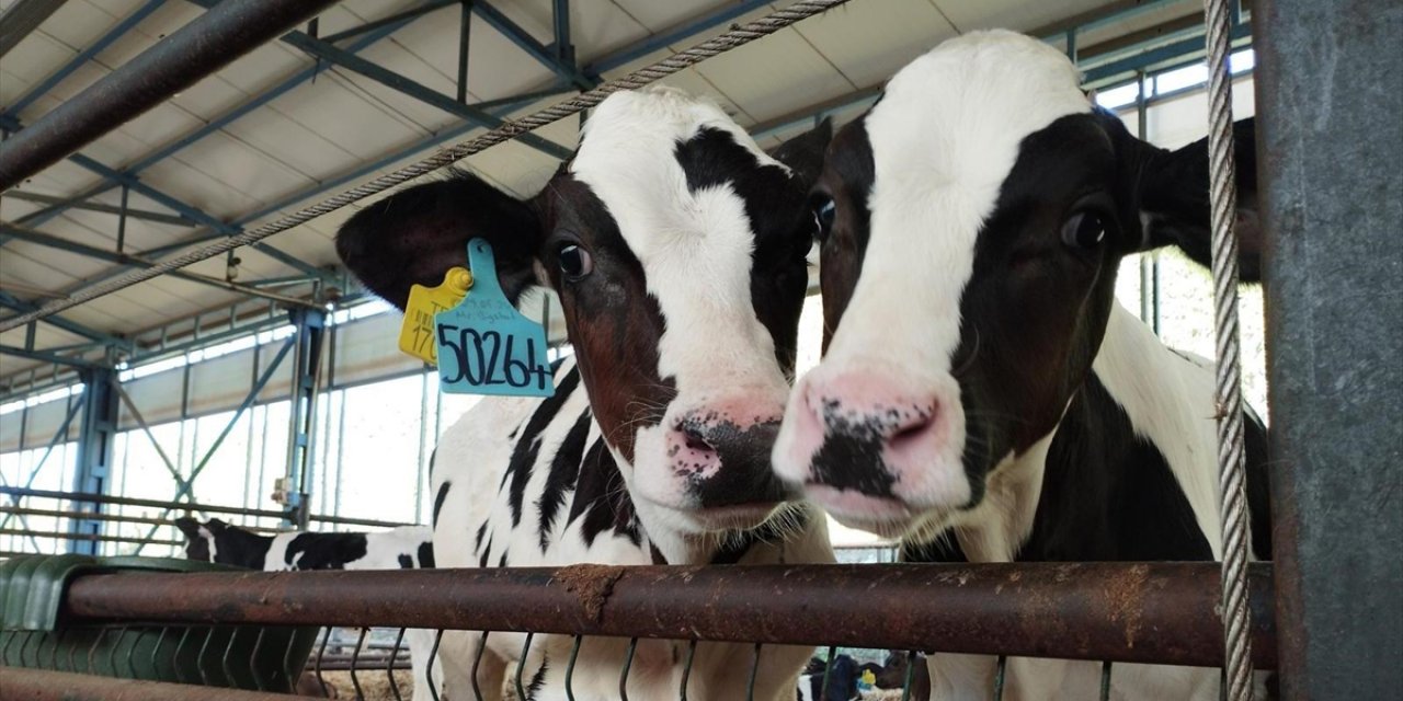 Büyükbaşta Doğum Oranını Yüzde 30 Artıran Yerli Üretim Eksper Pipet Kitinde Hedef Küresel Pazar