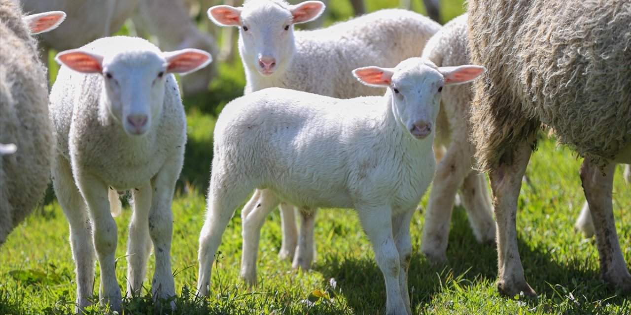 Tigem'in Karacabey Tesislerinde Kuzu Doğumları Yüzde 40'ın Üzerinde İkizlik Oranıyla Sürüyor
