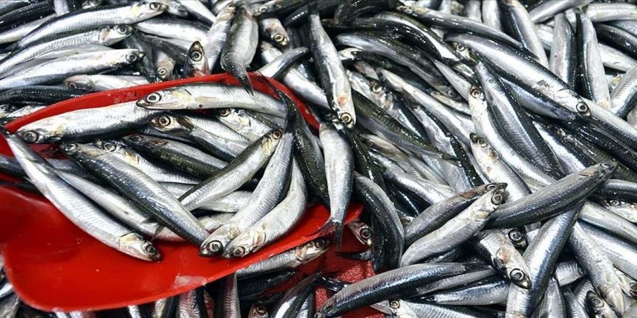 İstanbul'da Şubat Ayında Hamsi İstavritten Tahtını Geri Aldı