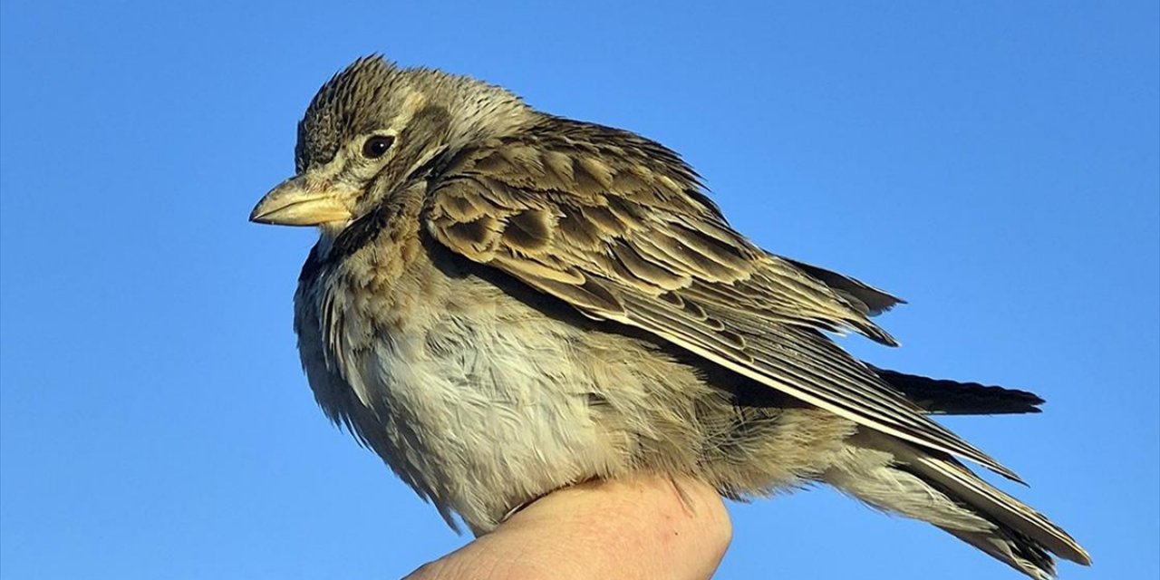 Aras Kuş Cenneti'nde Halkalanan Kuş Türü Sayısı 207'ye Yükseldi