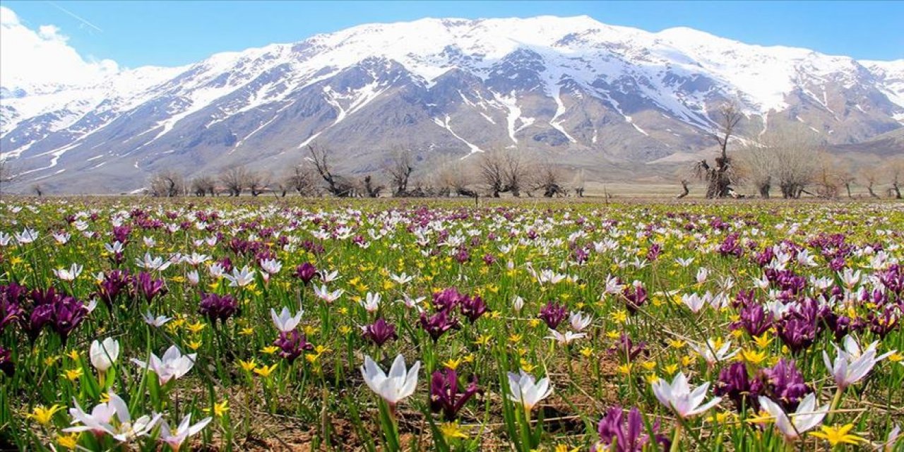 Tunceli'de Karların Erimesiyle İksor Vadisi'nde Mavi Kardelenler Açtı
