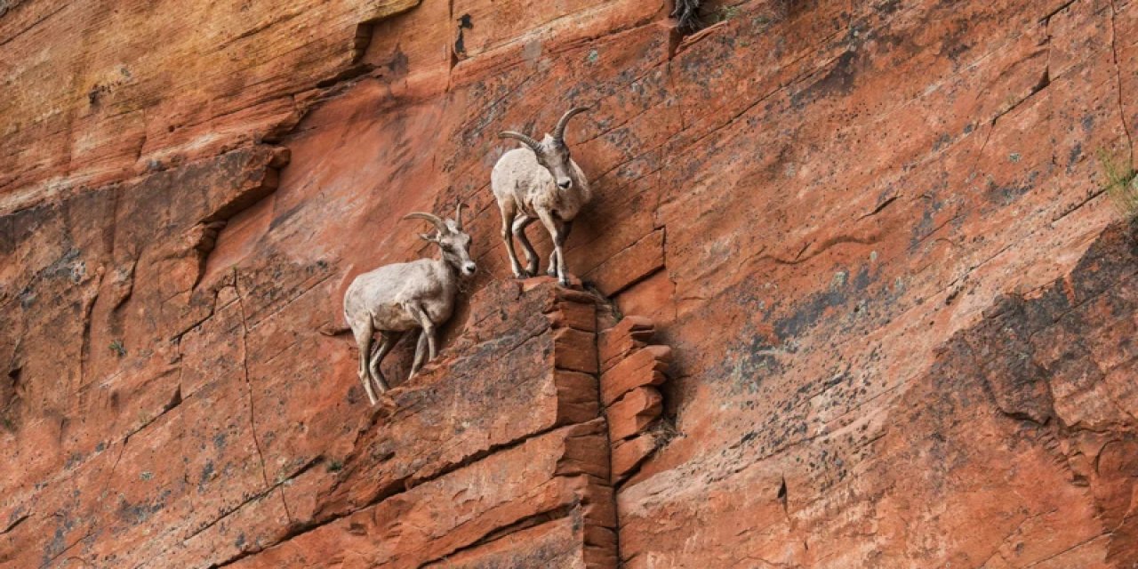 Çalkantılı Zamanlarda Ayakta Kalmanın Dokuz Yolu