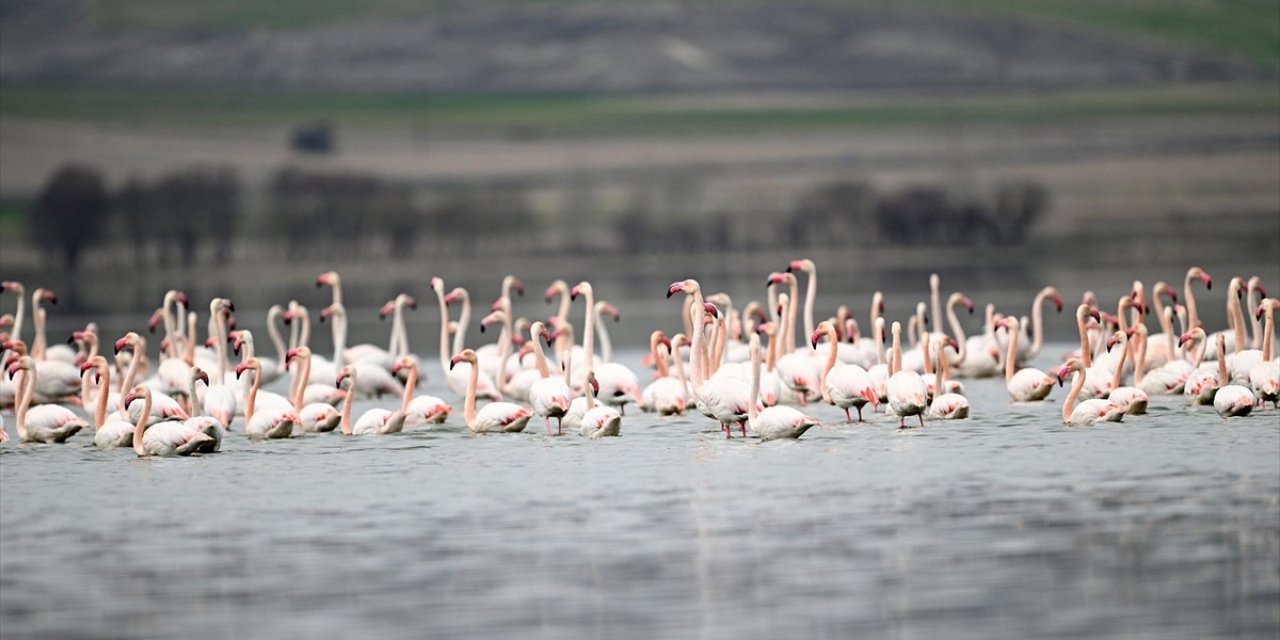 Tuzla Palas Gölü'nde Yıllar Sonra Yeniden Allı Turnaların Sesi Duyuldu