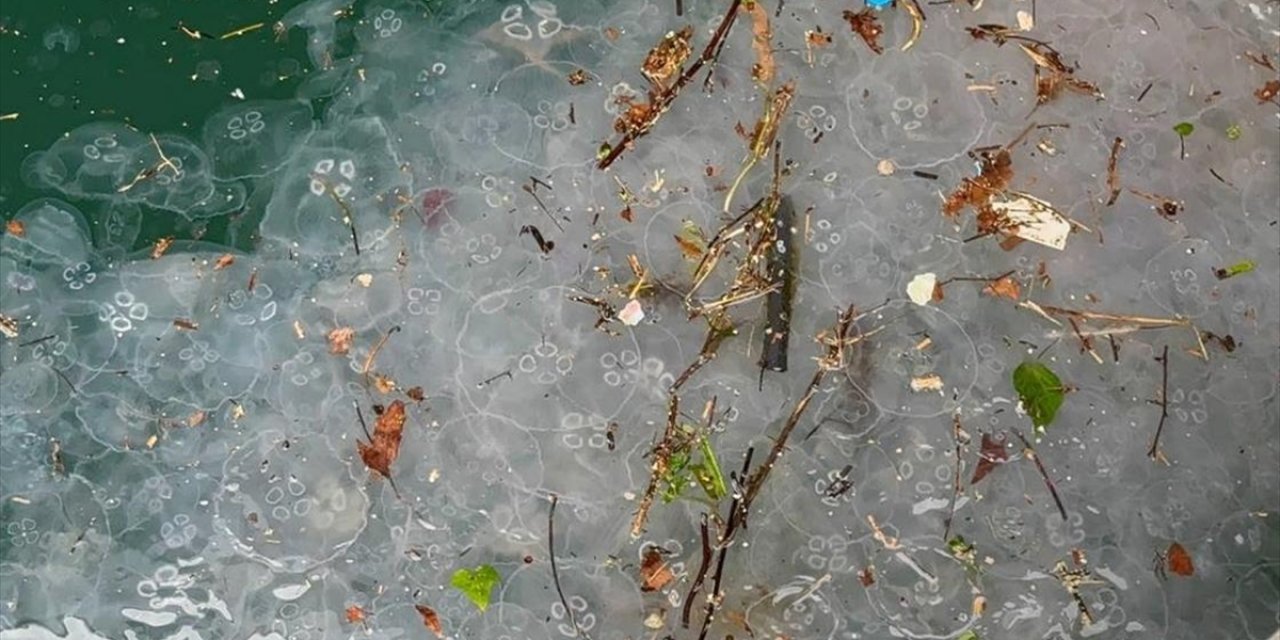 İstanbul'da Yağışın Ardından Beşiktaş Sahili'nde Denizanası Ve Atık Yoğunluğu Gözlendi