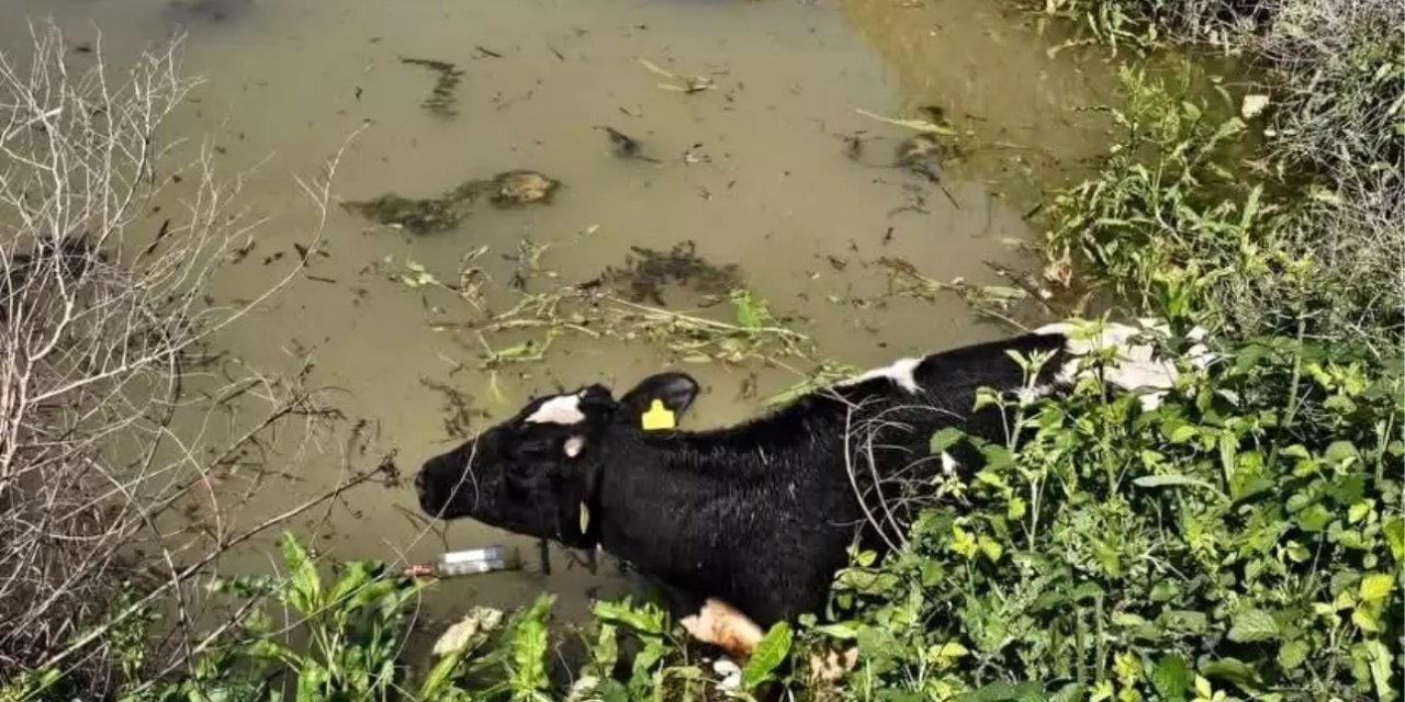 Su Kanalına Düşen İnek İtfaiye Ekipleri Tarafından Kurtarıldı