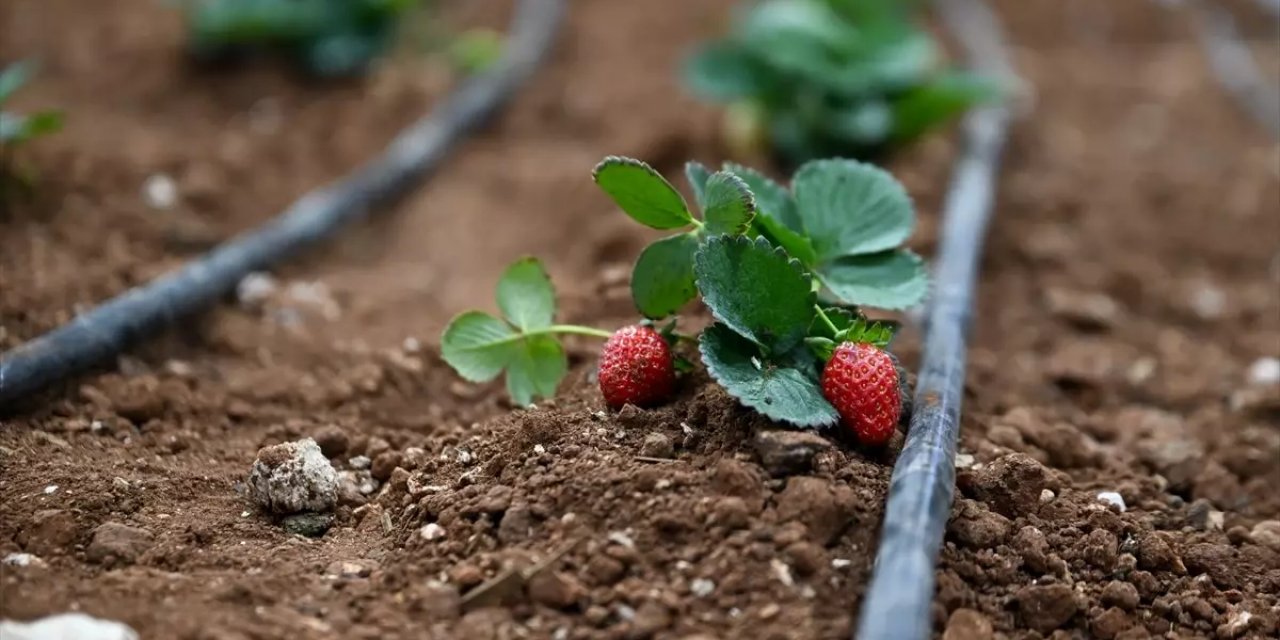 GAPTARIM Fuarı Gaziantep'te Açıldı