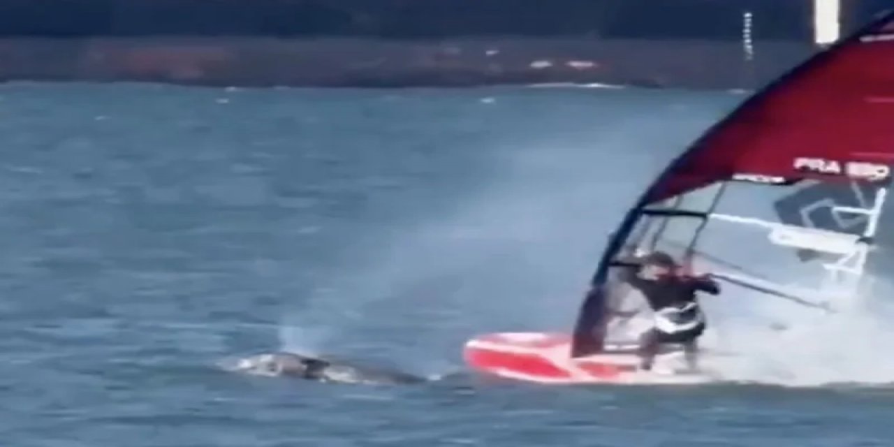 ABD'de Sörf Yapan Bir Vatandaş Balina İle Çarpıştı