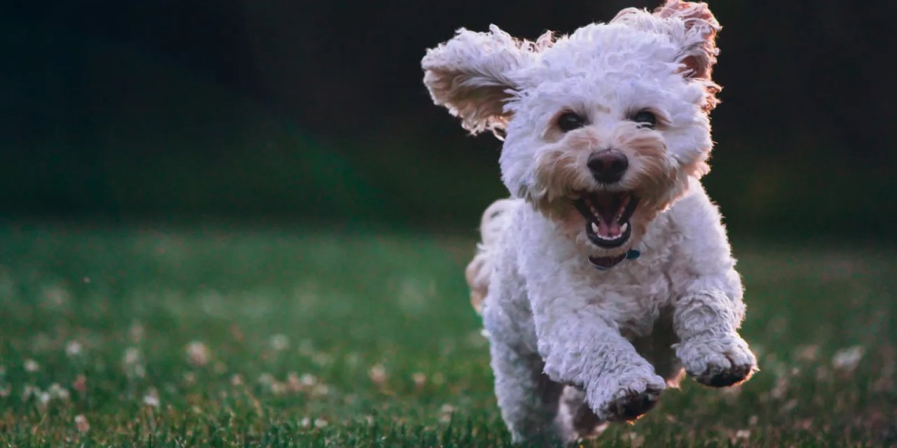 Araştırma: Köpeğinize "Seni seviyorum" Dediğinizde Kalp Atışları Yüzde 46 Oranında Hızlanıyor