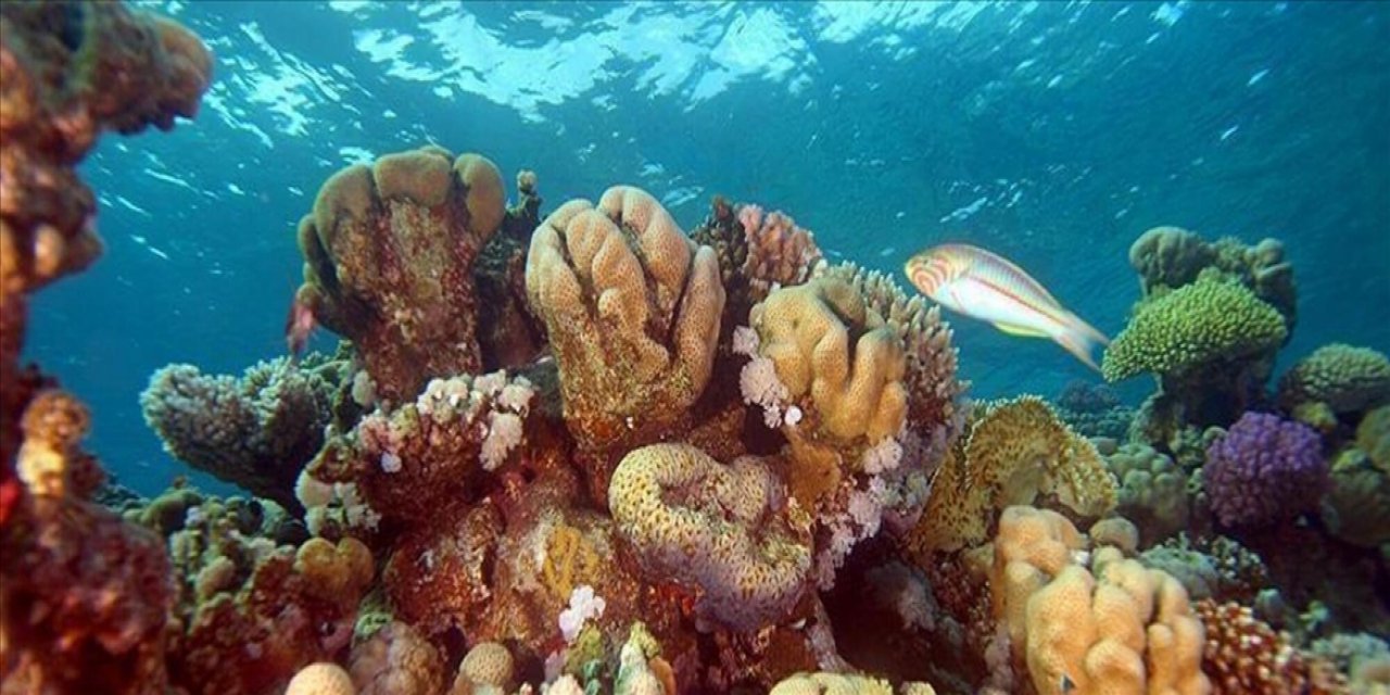 Koruma Çalışmaları Deniz Ekosistemlerinin Sürdürülebilirliğine Çözüm Oluyor