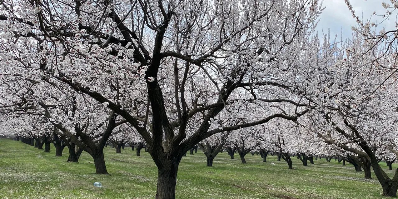 Kayısı Ağaçları Çiçek Açtı, Iğdır Ovası Beyaza Büründü