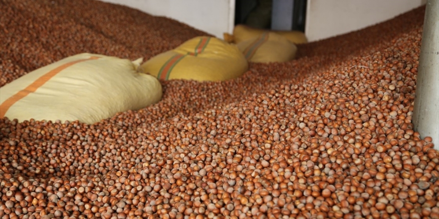 Türkiye Fındık Üretimini 776 Bin Tona Çıkardı