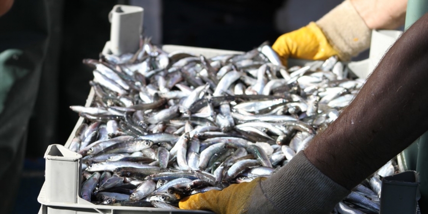 'Havalar Sıcak Giderse Hamsi Erken Terk Edecek'