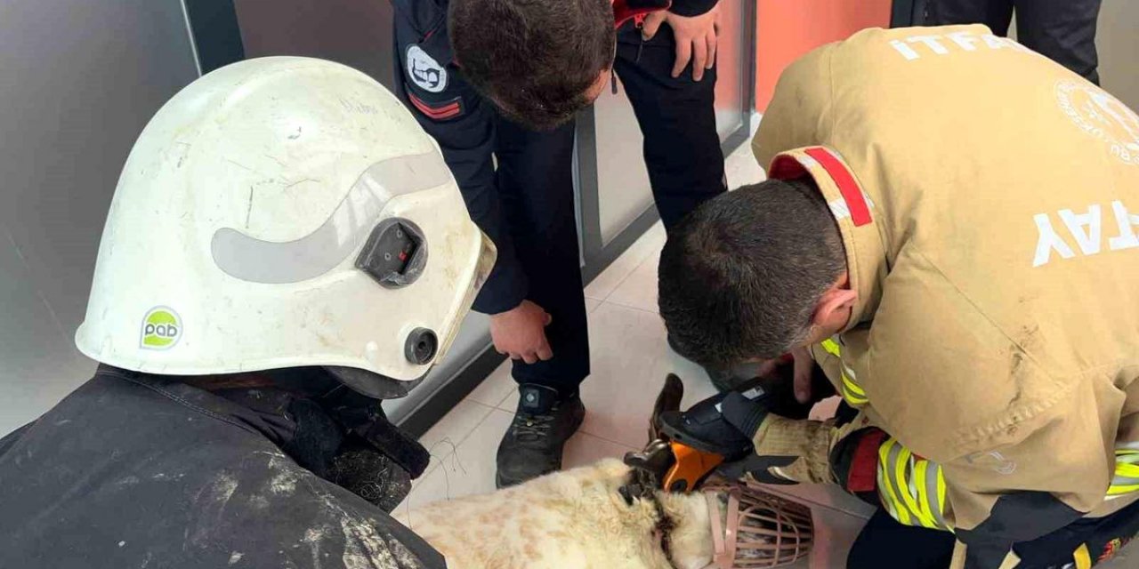 Boynuna Zincir Sıkışan Köpeğin İmdadına İtfaiye Yetişti