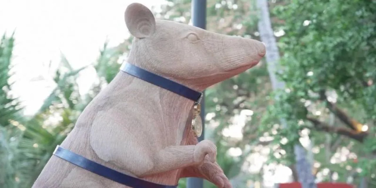 5 Yıl İçinde Tarih Yazdı, Altın Madalya Aldı: Ünlü Mayın Temizleme Faresinin Heykeli Dikildi!