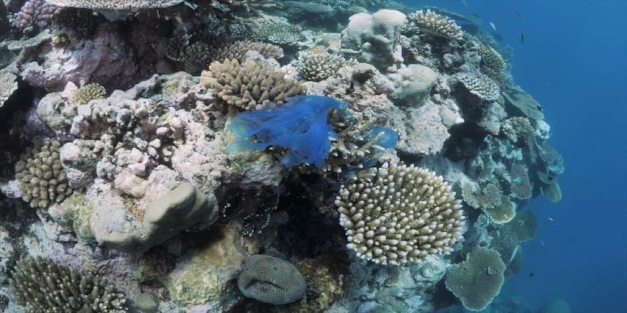 Murat Kurum: Denizlerin Ormanı Mercanları Yeniden Yaşamla Buluşturuyoruz