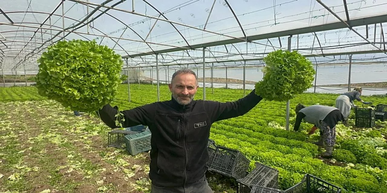 Geçen Yıl Tanesi 5 Liraydı! Kıvırcık Bu Sene Yüzleri Güldürdü