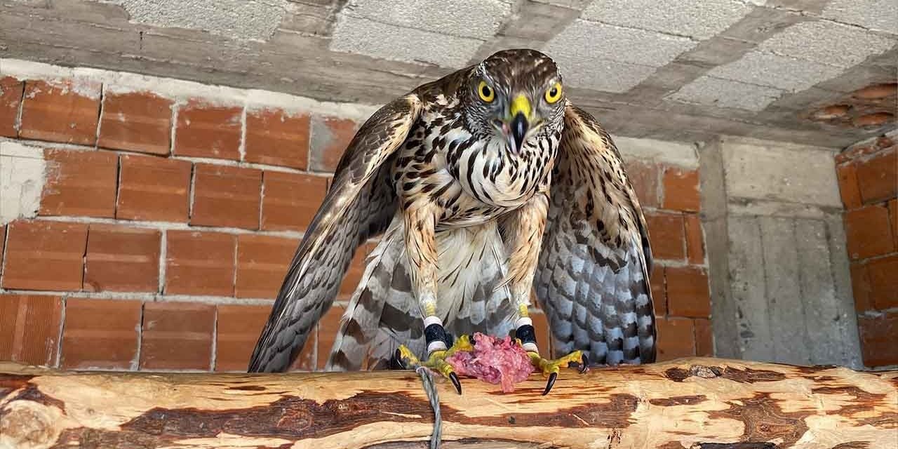 Geleneksel Avcılık Yasal Zemine Kavuşuyor