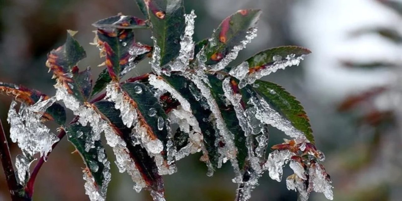 Meteoroloji'den 'Zirai Don' Uyarısı: Birçok Bölgeyi Etkileyecek