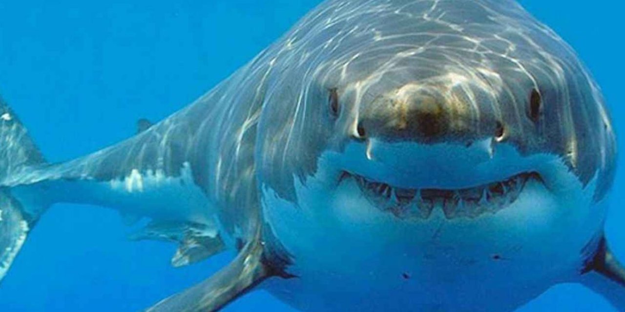 Bahamalar'da Köpek Balıklarında Uyuşturucu Bulundu