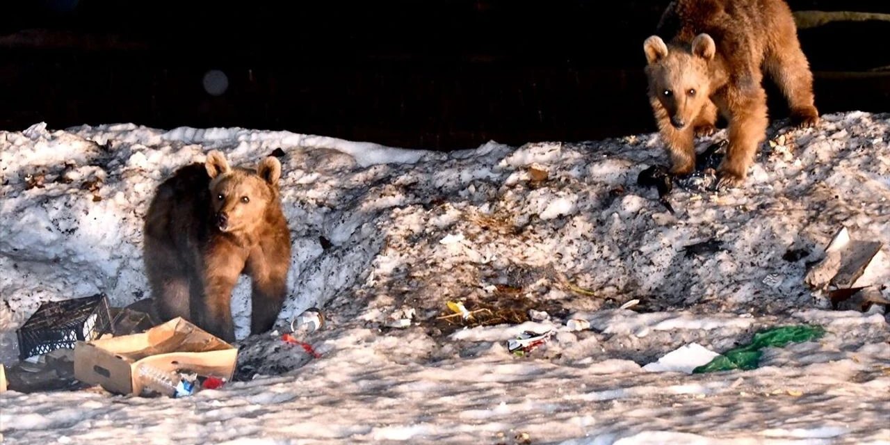 Kars'ta Bozayılar Kış Uykusundan Uyanmaya Başladı