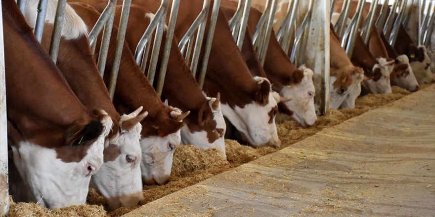 Tkdk Modern Tarım Ve Hayvancılığa Öncülük Ediyor