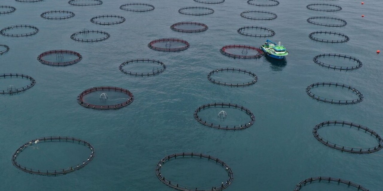 Türk Somonu İhracatı Yılın İlk Çeyreğinde 91 Milyon Doları Aştı