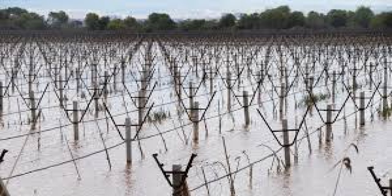 Manisa'da Gediz Nehri'nin Taşması Sonucu Bağlar Su Altında Kaldı