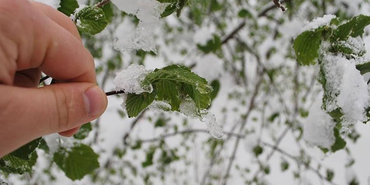 40 İl İçin "Sarı" Uyarı: Zirai Don ve Yağışa Dikkat
