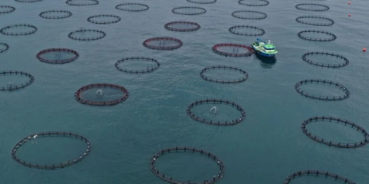 Türk Somonu İhracat Geliri Üç Ayda 91 Milyon Doları Geçti