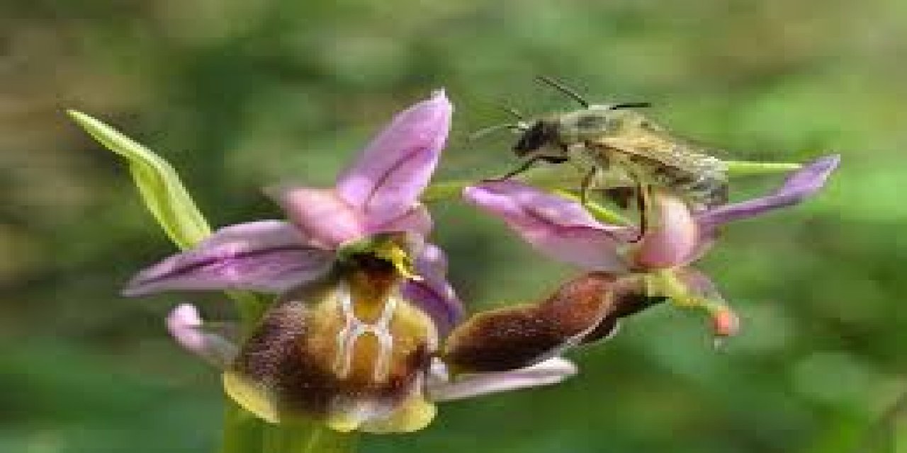 Nesli Tehlike Altındaki Likya Orkidesi İlk Kez Tohumdan Üretildi