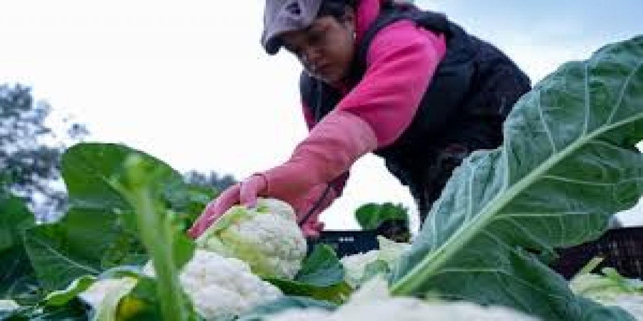 Çiftçilere 19,5 Milyar Lira Tarımsal Destekleme Ödemesi Bugün Yapılacak