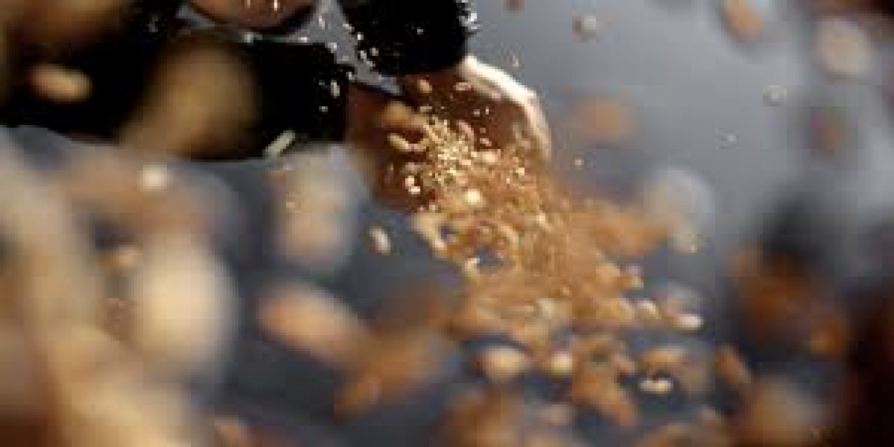 Türkiye'nin Sertifikalı Tohum Üretimi Son 10 Yılda Yüzde 50,7 Arttı