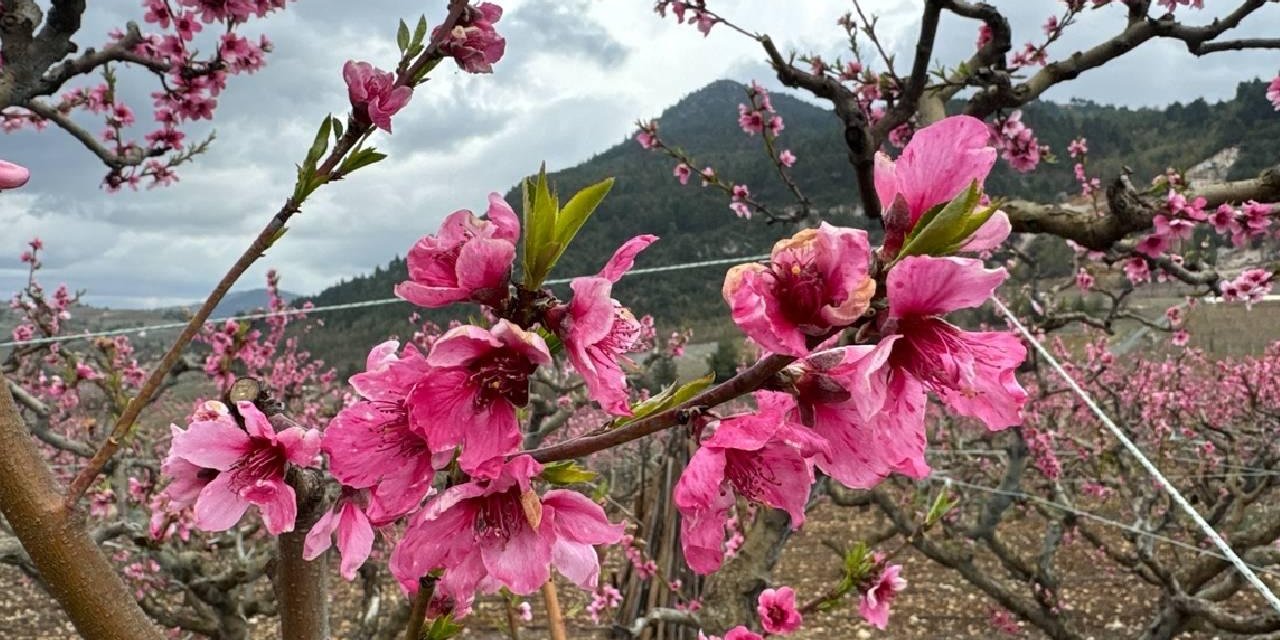 Dünya Kayıtlardaki En Sıcak Dördüncü Mart Ayını Yaşadı