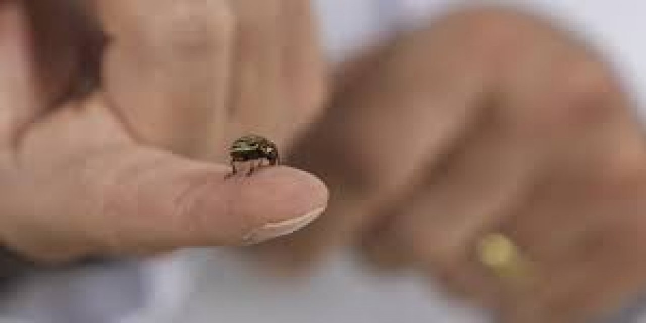 Hava Sıcaklıklarının Artmaya Başlamasıyla "Kenelere Karşı Dikkat Edin" Uyarısı