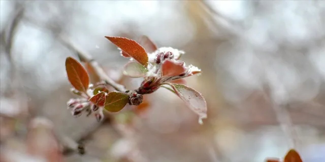 Meteorolojiden Marmara Bölgesi İçin Zirai Don Uyarısı