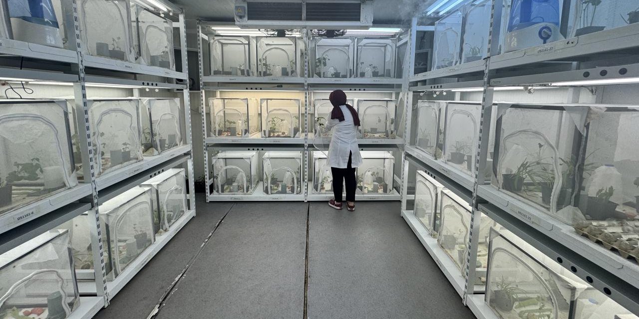 Kahverengi Kokarcaya Karşı Samuray Arısı Kullanılacak