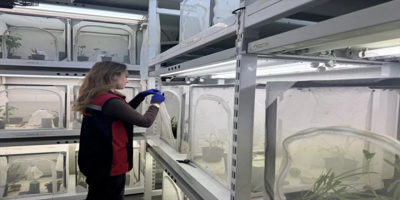 Kahverengi Kokarcayla Mücadele İçin 1,6 Milyon Samuray Arı Savaş Verecek