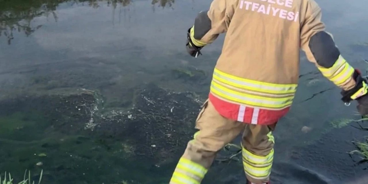 Düzce'de Kanala Düşen İki Yavru Kedi Kalp Masajıyla Hayata Döndü