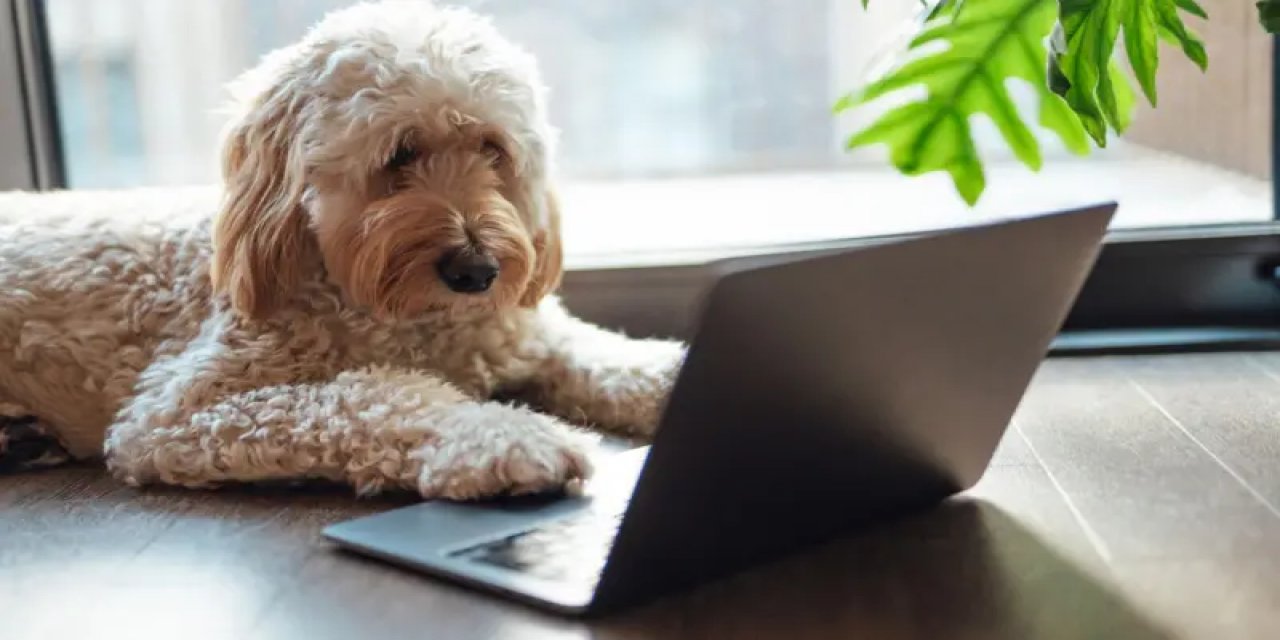 Hayvanların Ne Söylediğini Anlamaya Yaklaştık Mı?