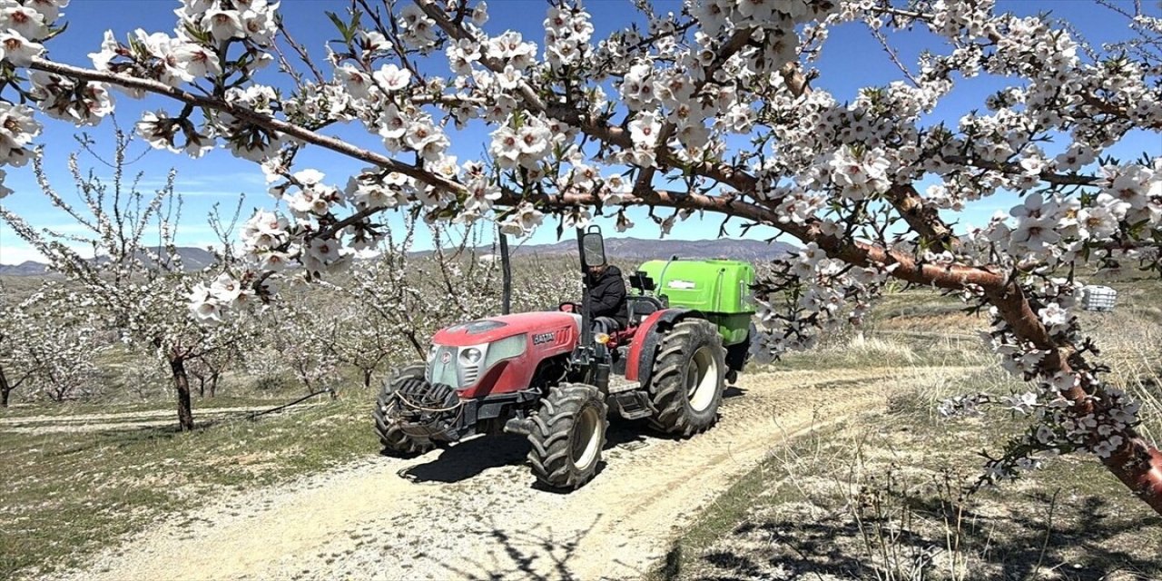 Badem Ağaçlarındaki Çiçek Yoğunluğu Yüksek Rekolte Beklentisini Artırdı