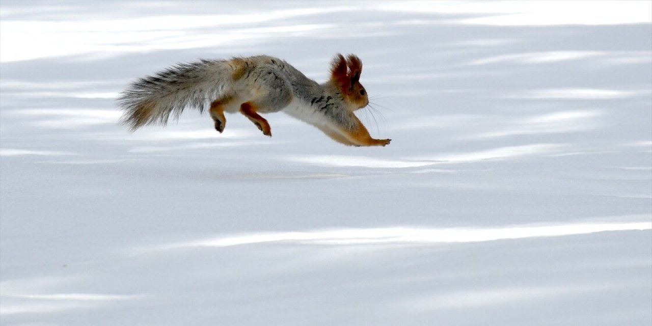 Kars'ta Yaban Hayvanları Yiyecek Ararken Görüntülendi