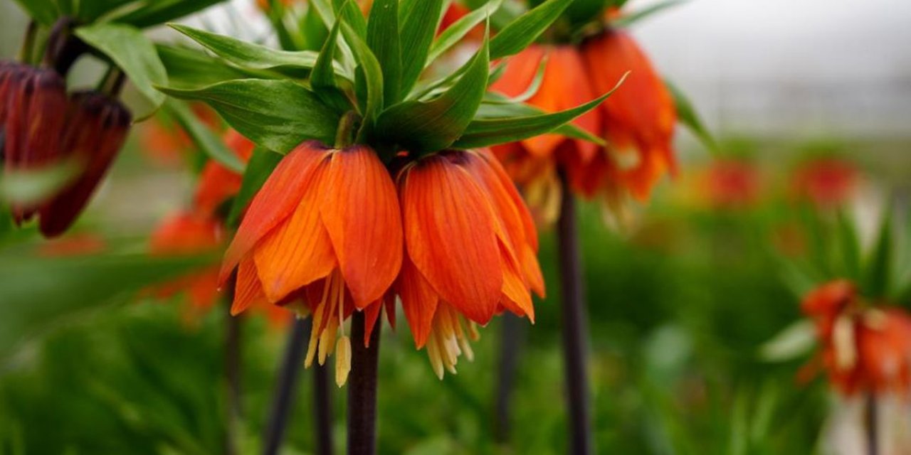 Ters Laleyi Koparmanın Cezası 700 Bin Lira: Yılda Sadece 20 Gün Yaşıyor