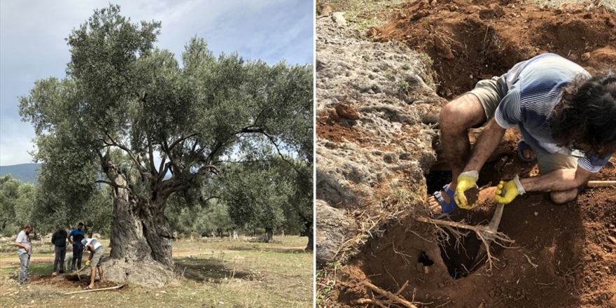 3 Bin Yıllık Ağacın 'Sır' Yaşını Nükleer Fizikçiler Ortaya Çıkardı