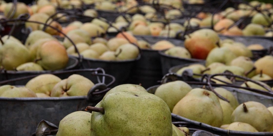 Deveci Armudunda 'Bereketli' Hasat