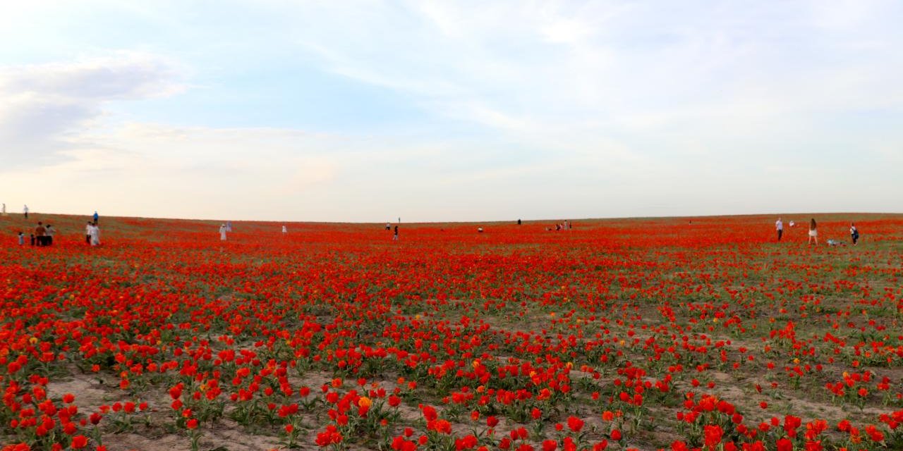 Kazakistan’da Koruma Altındaki Bozkır Laleleri Doğayı Kırmızıya Boyadı