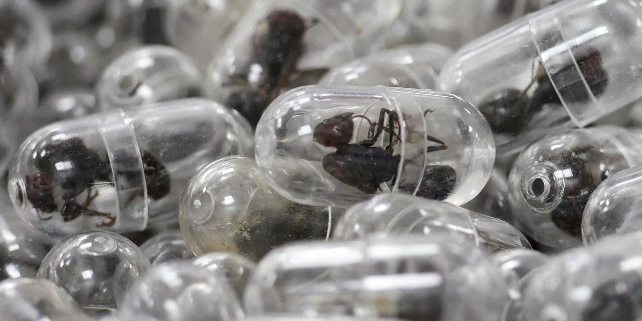 Valizinden 2 Bin 200 Canlı Karınca Çıktı