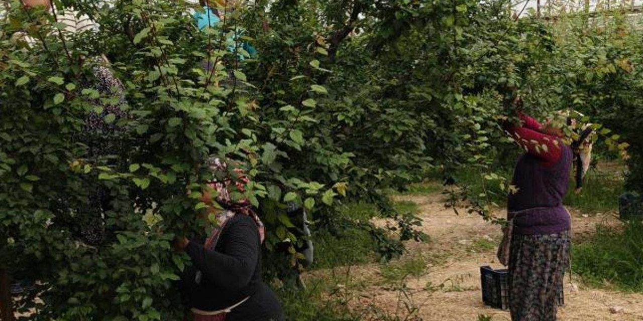 Hasadı Başladı, Fiyatı 200 TL'ye Kadar Düştü